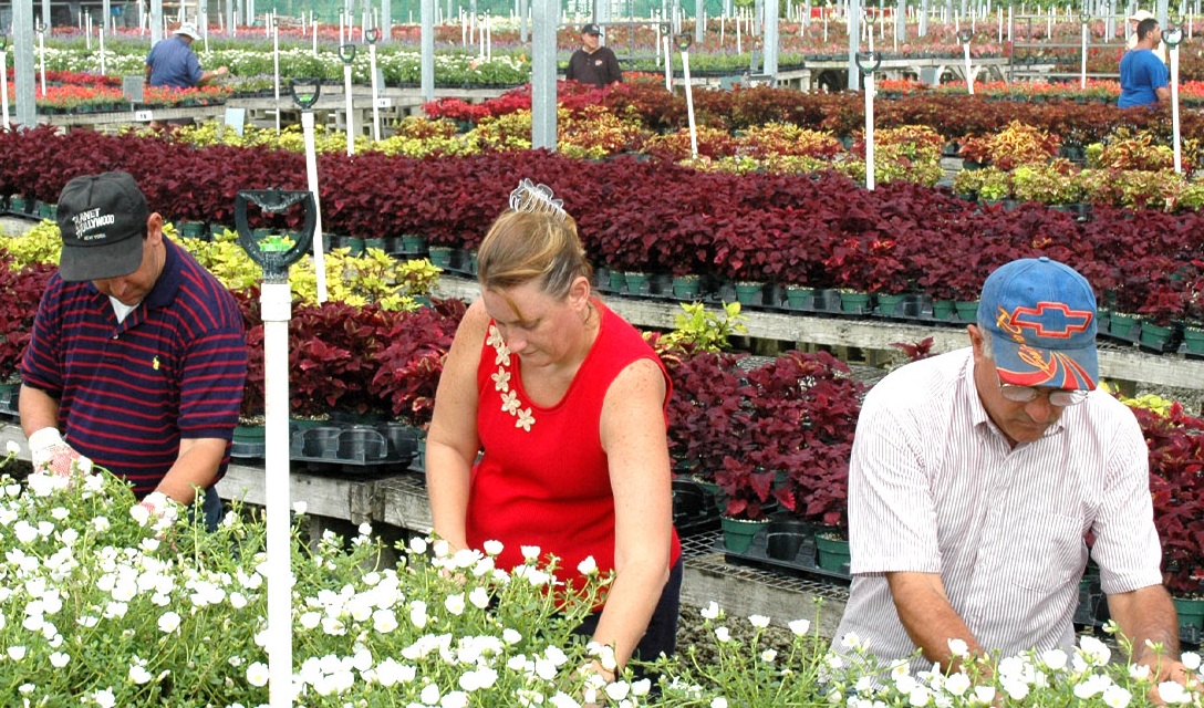 Plant Nursery Boca Raton Florida TheNurseries